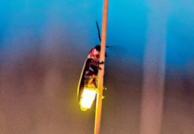 #TimesEvoke | ‘From its enzymes to its role in the food chain, the little #firefly is a big part of the cycle of #life’ 

<a href="/IUCNFireflies/">IUCN SSC Firefly Specialist Group</a>, <a href="/silent_sparks/">Sara Lewis</a>  <a href="/Tufts_Biology/">Tufts Biology Department</a> 

#nature  #biodiversity 

timesofindia.indiatimes.com/from-its-enzym…