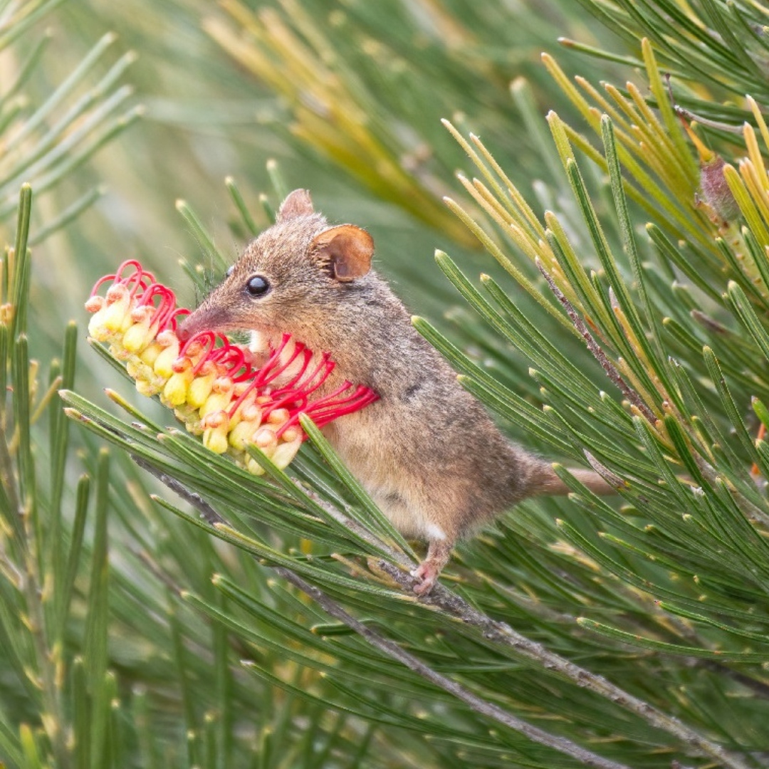 OurWAParks's tweet photo. Discover backyard buddies
For the month of September, we’re celebrating #springintoparks by encouraging you to ‘Consciously Connect with Nature’ by giving you a daily idea on how you can do just that.
Today is all about discovering your backyard buddies. https://t.co/8xj5EwI8O2