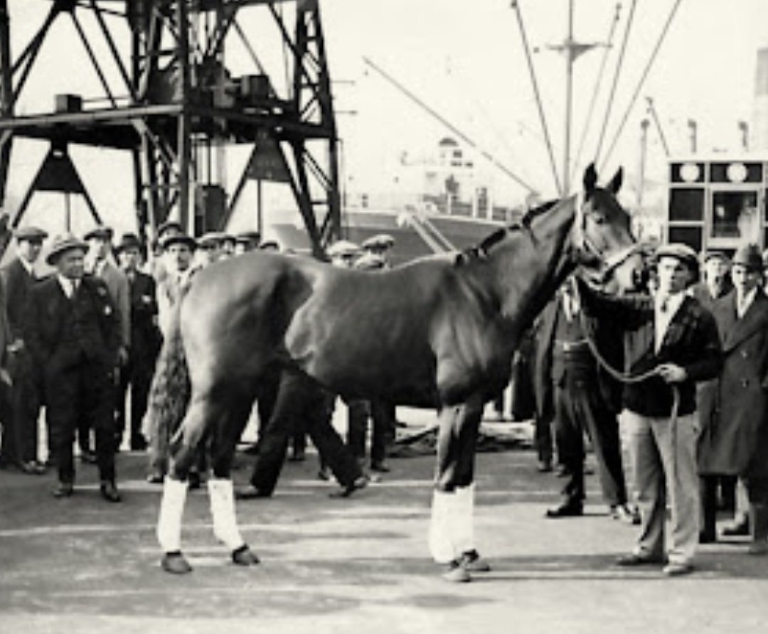 HORSERACING1002's tweet image. MIKE HALL🇺🇸1924
(HOURLESS - CLONAKILTY BY CATMINT)#MikeHall
B/ 1924. Gelding
71-19-10-12-$213,420
Agua Caliente H, Washington H, Dixie H, Great Lakes H, Latonia Cup(2), 
2nd Arlington Cup, Star and Stripes H, Hawthorne Gold Cup, La Salle H,
