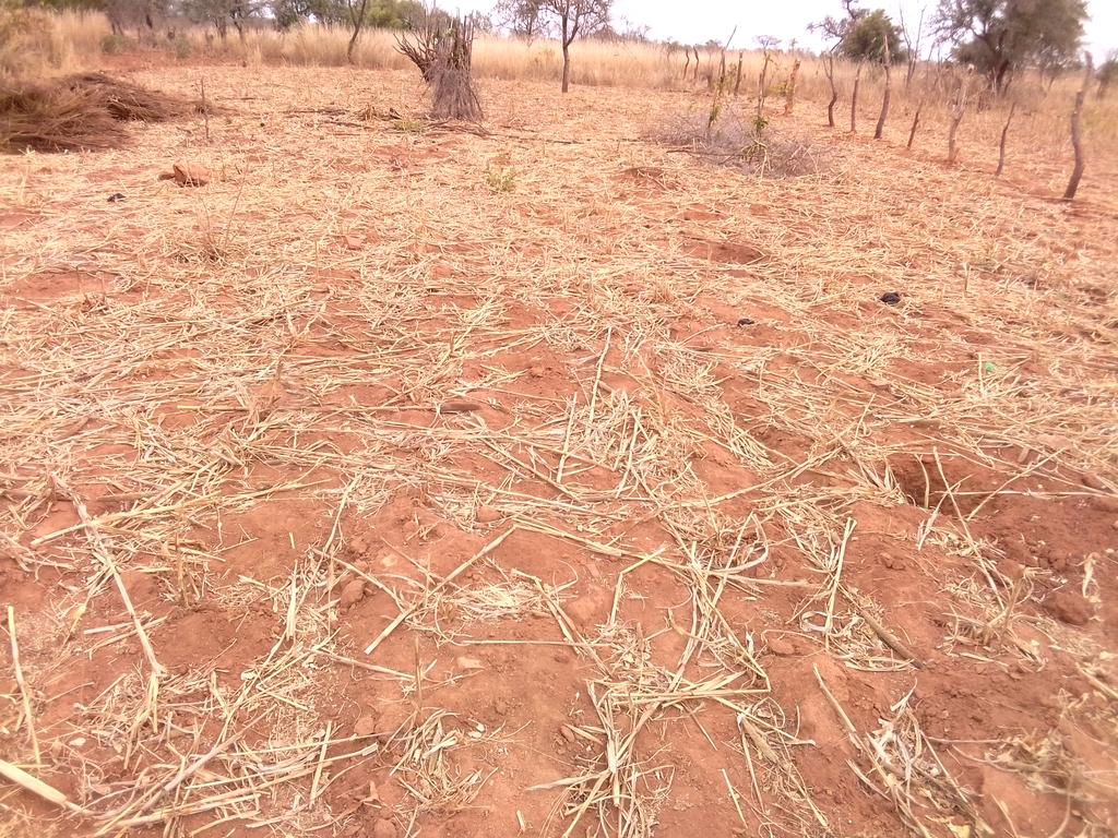 Promising soil that I will take care of you. Will give it a blanket in the next few weeks. #AgroecologyWorks Soil conservation is very important if you want to increase yields and producing healthy food. @SoilAssociation @FoluRimpact @GlobalLF @HungryForAct