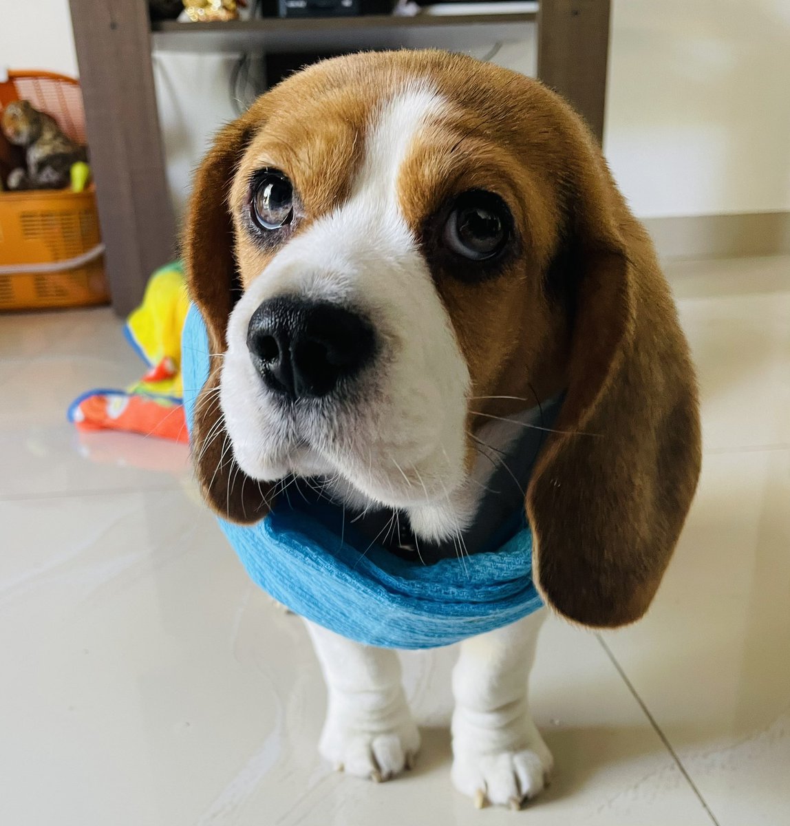 scotchvilla's tweet photo. Pupdate 15 - So I got into a tangle and you call it fashion? #scotchvilla #puppy #dogsoftwitter #fashion https://t.co/L88Tm5frtC