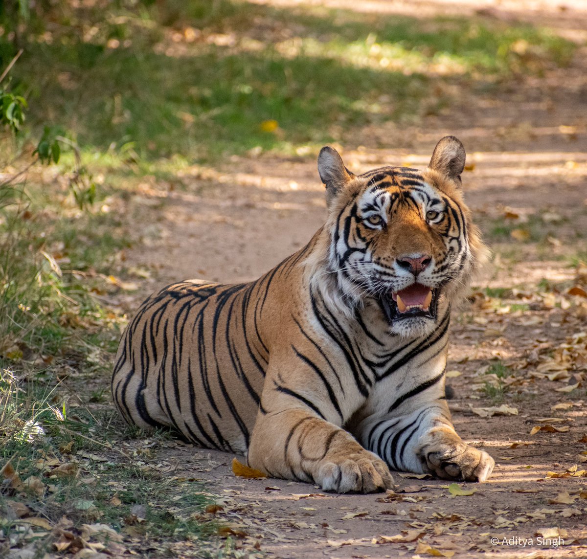 wildaddis's tweet photo. Ganesh

#ranthambore #forest #tiger #wildlifephotography #wildlife #Safari https://t.co/pYXp2wiTA9