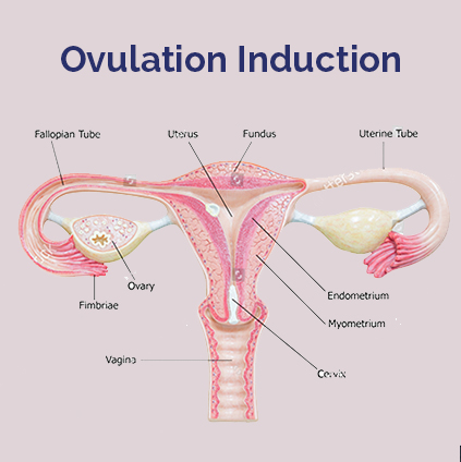 GynecologyObst4's tweet photo. "🌼🧬 Empowering women's health with ovulation induction. Fertility matters, and we're here to support your journey. Learn more about this crucial step towards motherhood. #OvulationInduction #WomensHealth 🤰👶" https://t.co/GjOfFlNu19