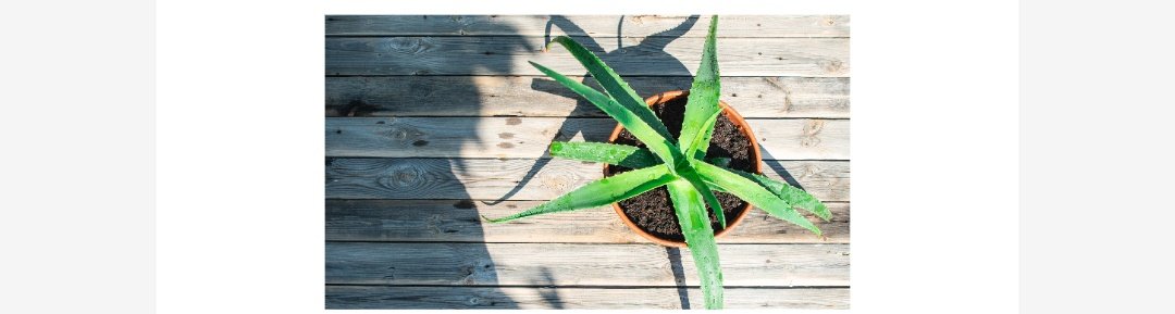 Unlocking Aloe Vera’s Skin Secrets: 10 Remarkable Benefits
shesightmag.com/unlocking-aloe…
 #Skincare #Naturalhealing #Moisturizing #Antiaging #Dryskin  #Smoothskin #BeautyEssentials #SkinCareRoutine #HealthySkin #AloeVeraGel #GlowingSkin #SkinSavior #Nature #SheSight