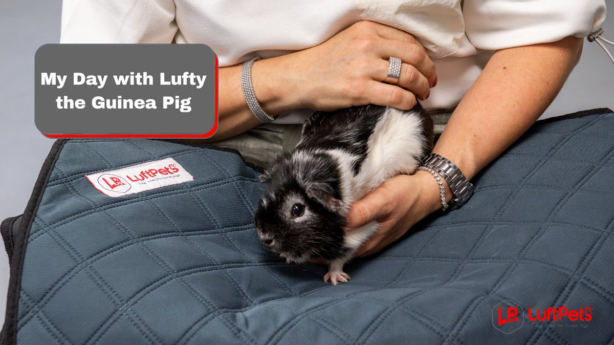 Laugh, smile, and fall in love with the antics of Lufty, the guinea pig sensation! 
🎬🍿 #WatchNow luftpets.com/blogs/news/luf…

#PETS #CAGELINERS