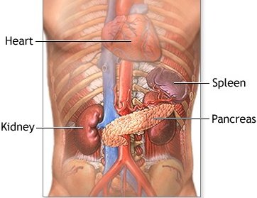 #PhysicalExam 
Characteristic clinical features which distinguish between the spleen and left kidney

For regular uploads of valuable medical videos
Subscribe 👇

youtube.com/@pgmedicine2023