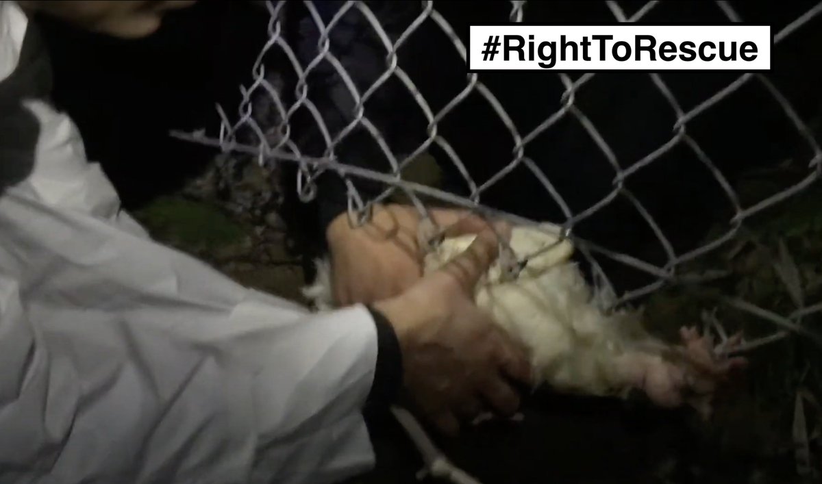 theirturn's tweet photo. If Sonoma County (CA) believes that advocates don't have the #RightToRescue sick and dying animals who are intensively confined in cages and live in squalor, then its District Attorney should #ProsecuteMe and everyone else who has attempted to help the victims of animal agriculture. 

Follow @SonomaTrial and @JVM for coverage of the #SonomaRescueTrial in which @DxEverywhere #AnimalRights activists are being tried for their "crimes" of compassion.