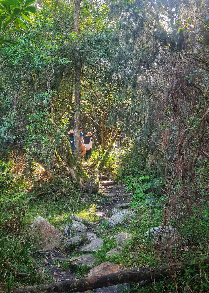 The best way to start Spring. I have not been on this hike for a while. Brown Hooded Kingfisher trail in Wilderness. The trail has completely come to life after the rain, and the forest is looking very healthy. @SANParksGRNP #wilderness #GardenRoute @GardenRoute_SA