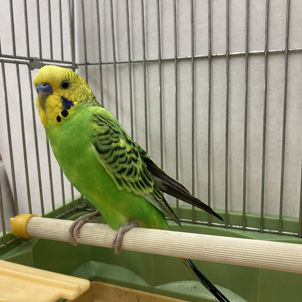 インコ保護しました。
飼い主の方探しています。
三島市
2023年09月02日14:20
#インコ保護 #インコ迷子