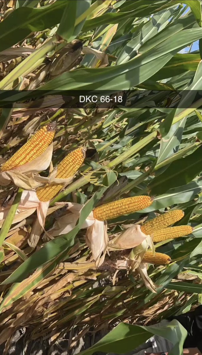 Dylan Davidson tweet media