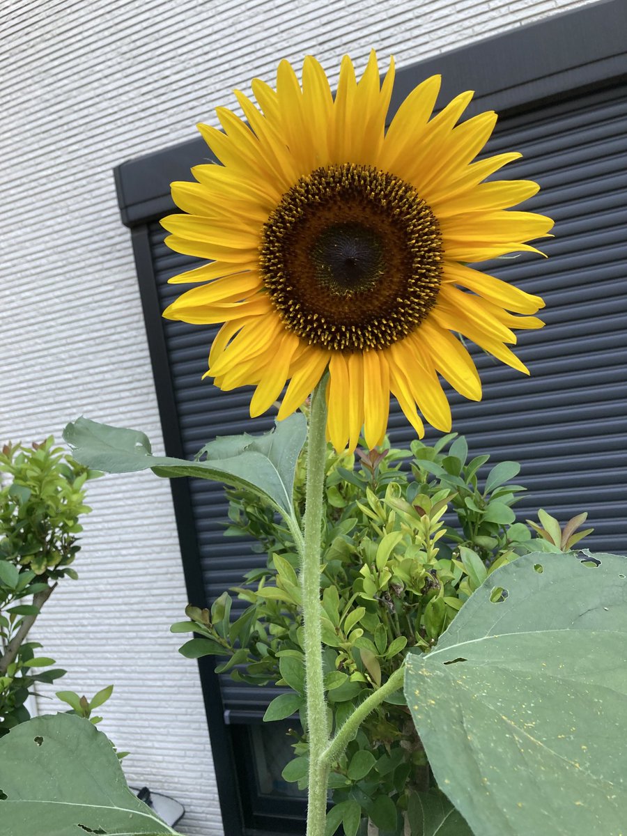 yyoshiy's tweet photo. ど根性ひまわりが咲きました。🌸🌸😊
私が差し上げた種をあるご婦人が大切に、大切に、育ててくれました。

ど根性ひまわりとは？
東日本大震災の津波により流れ着いた一粒のひまわりの種が、「がんばろう！石巻」の看板もとで芽を出し花を咲かせます。津波にも塩害にも負けずに咲いたひまわりです。 https://t.co/QlxjWYkjTB
