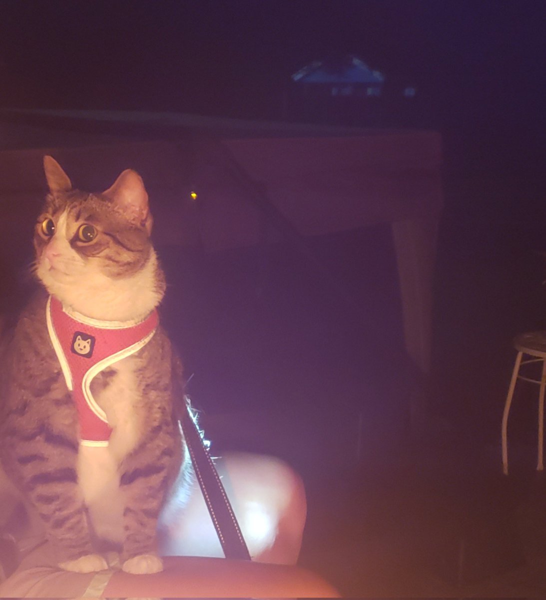 MicheleFinn1's tweet image. #sammo enjoying a  #August2023 night.  🥰 @janemferris