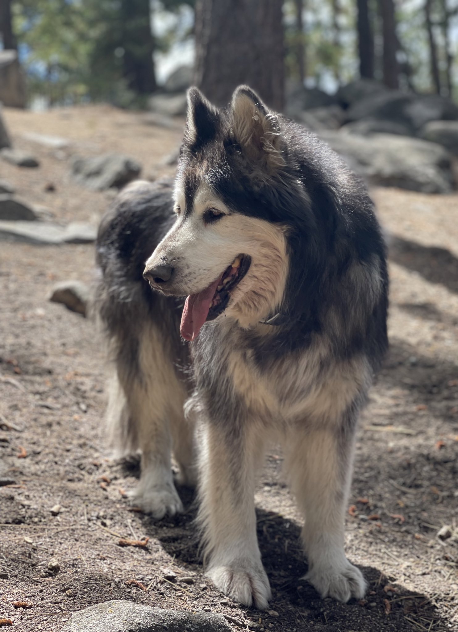 Wolf x on sale malamute