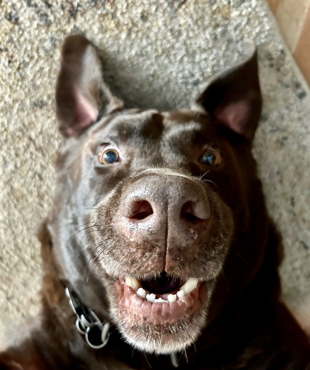 My chocolate lab Hitch just told me he identifies as a bat. What's it like to be a bat? Beats me, but I don't think this is it...