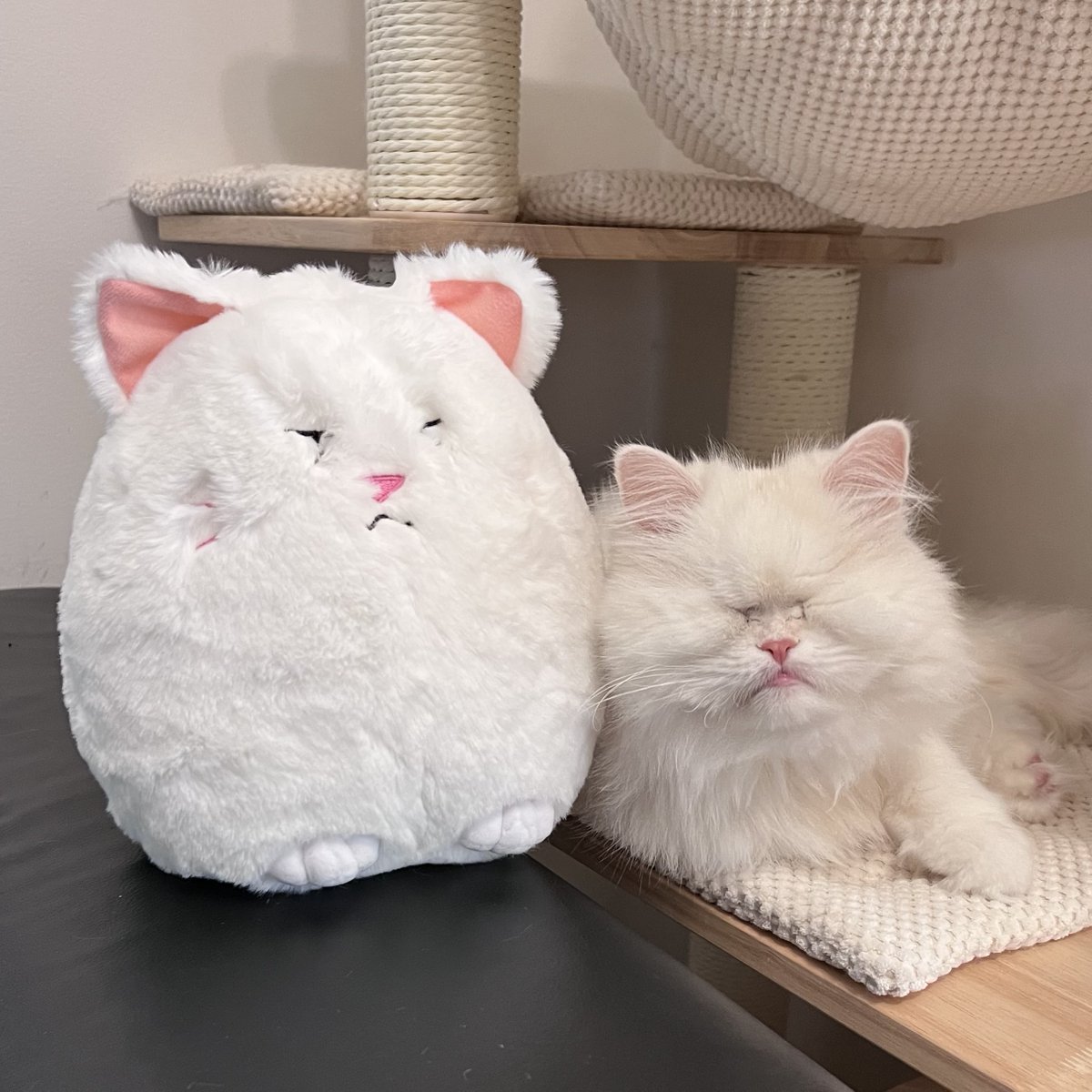 MoetBlindCat's tweet photo. Here I am with a small favour to ask
I hope it's not a very big task
Please could you all share this, so I can meet
My goal of 200, it's no mean feat!
Just 7 days left to help animals in need
So please buy yours and do a great deed!

https://t.co/f6Bltfq0a5

SHIPS WORLDWIDE

RT https://t.co/nslSMQiCkp