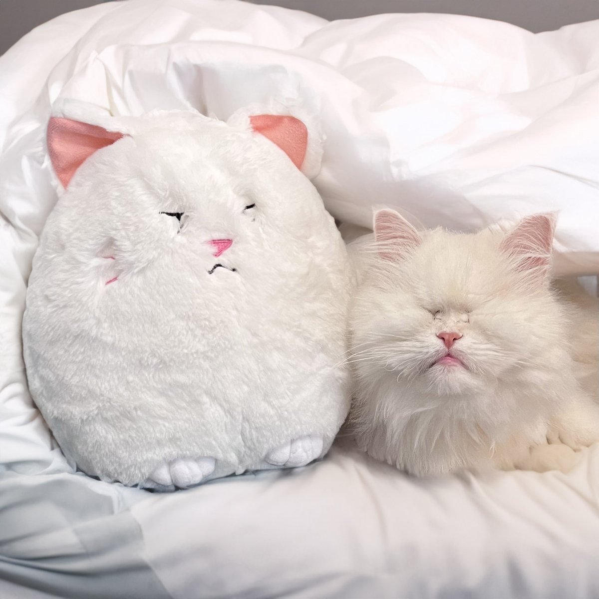 MoetBlindCat's tweet photo. Here I am with a small favour to ask
I hope it's not a very big task
Please could you all share this, so I can meet
My goal of 200, it's no mean feat!
Just 7 days left to help animals in need
So please buy yours and do a great deed!

https://t.co/f6Bltfq0a5

SHIPS WORLDWIDE

RT https://t.co/nslSMQiCkp