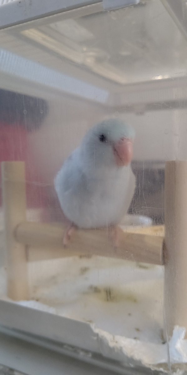 mamecoco22927's tweet photo. お迎え日のココちゃん🦜💕
初日から可愛すぎよね🤦‍♀️💓
#マメルリハ
#太平洋鸚鵡
#passificparrotlet https://t.co/Z4SFcyLRkH