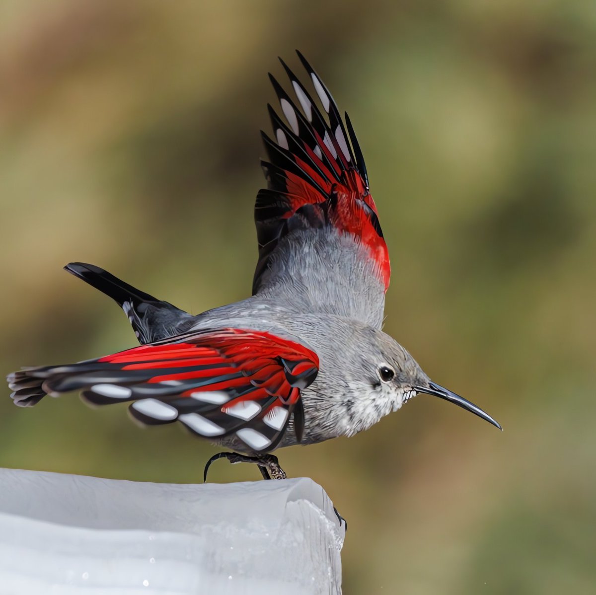 Guess the name of the bird🤪

#birds #nature #photos #LovelyBirdsInChina