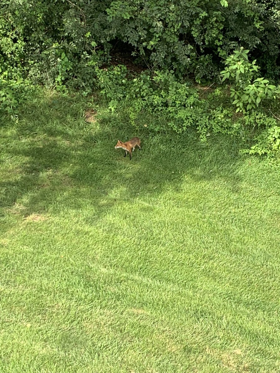 portobello tweet media