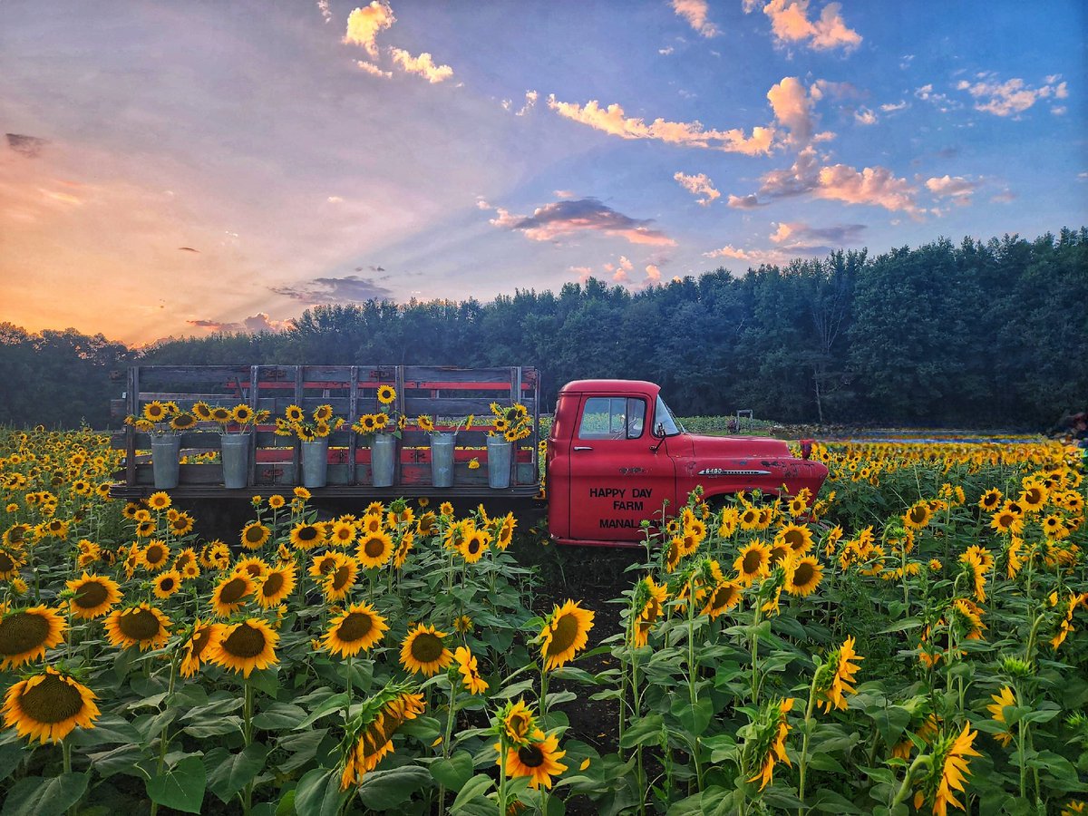 KarissasKapture's tweet photo. It pays to be spontaneous!
#KarissasKaptures #Sunset #SunflowerSeason #SunflowerField #ArrowheadFarmstead #HappyDayFarm #Manalapan #ManalapanNJ #FunTimes #WorthIt #NailedIt #NJInBloom #Sunflower https://t.co/QezYeoScSx