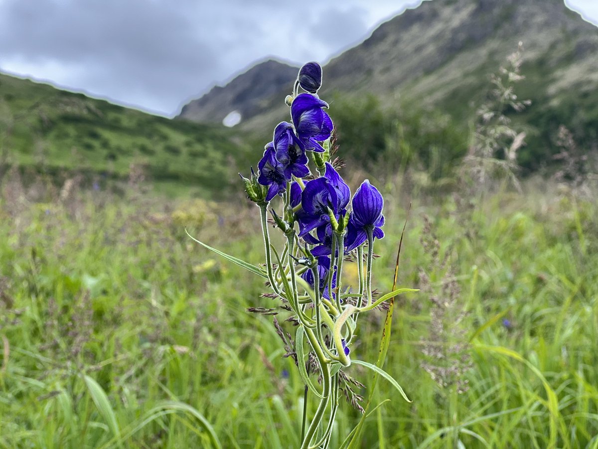 akkingon's tweet photo. Most of the wildflowers are past their season, but a few are still hanging in there and I appreciate their effort. https://t.co/1GPAZRCdpO