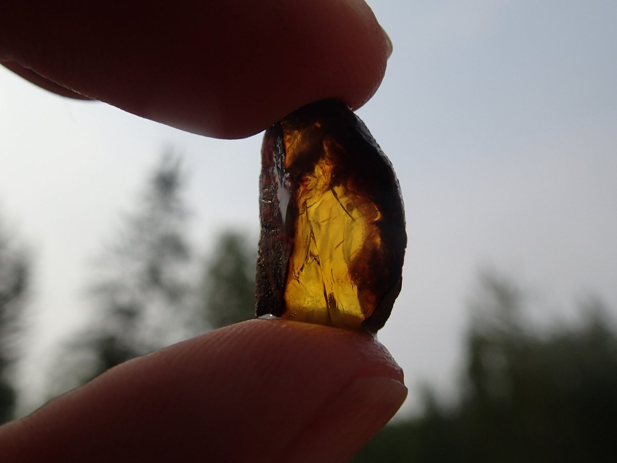 #FossilFriday! 73-million-year-old #amber from the #PipestoneCreekBonebed near #WembleyAB. Finding big pieces of it never gets old :-) <a href="/CurrieMuseum/">Philip J. Currie Dinosaur Museum</a> #paleontology #livefromthefield <a href="/CountyofGP/">County of Grande Prairie</a>