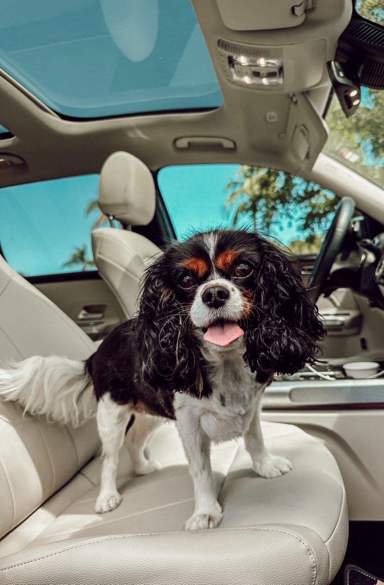 When it’s hot outside, it’s even hotter inside your vehicle. Never leave your most important passengers–your pets and your children–unattended in a hot car. #WhoDoYouDriveSafelyFor #Safety