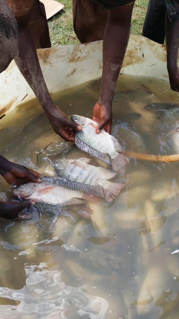 aquageimprove's tweet image. #Tilapia is the #food_security, #poverty_reduction,#income_generation,  and #livelihood fish option to the major category of #aquaculture_producers in #Africa.
This is due to the  #natural #seed_production in #hapas or #ponds or #tanks and the fast growth in ponds with low inputs