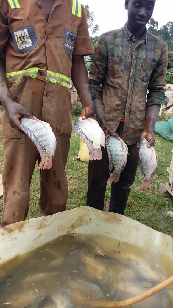 aquageimprove's tweet image. #Tilapia is the #food_security, #poverty_reduction,#income_generation,  and #livelihood fish option to the major category of #aquaculture_producers in #Africa.
This is due to the  #natural #seed_production in #hapas or #ponds or #tanks and the fast growth in ponds with low inputs