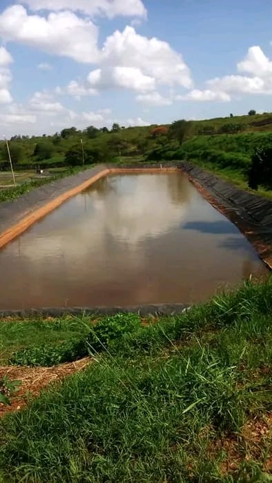 aquageimprove's tweet image. #Tilapia is the #food_security, #poverty_reduction,#income_generation,  and #livelihood fish option to the major category of #aquaculture_producers in #Africa.
This is due to the  #natural #seed_production in #hapas or #ponds or #tanks and the fast growth in ponds with low inputs