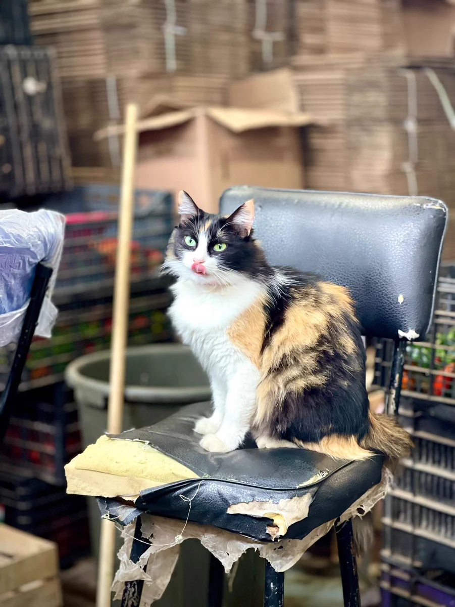 F4aAr5LXkAASUhp?format=webp&name=medium