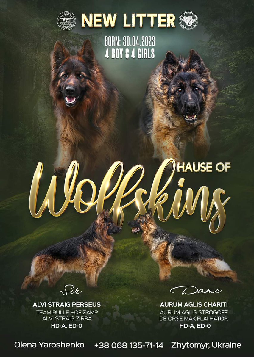 prslabeauty's tweet photo. New work: advertising of German Shepherd Dog litter of Wolfskins kennel.

#litter #presentation #kennel #FCI #Ukraine #Kyiv #Wolfskins #GermanShepherdDog #kennel #puppies #німецькавівчарка #КСУ #Україна #цуценята #реклама #презентація #PRDesignStudioLABEAUTY #designer #design https://t.co/jCkyrhW9En