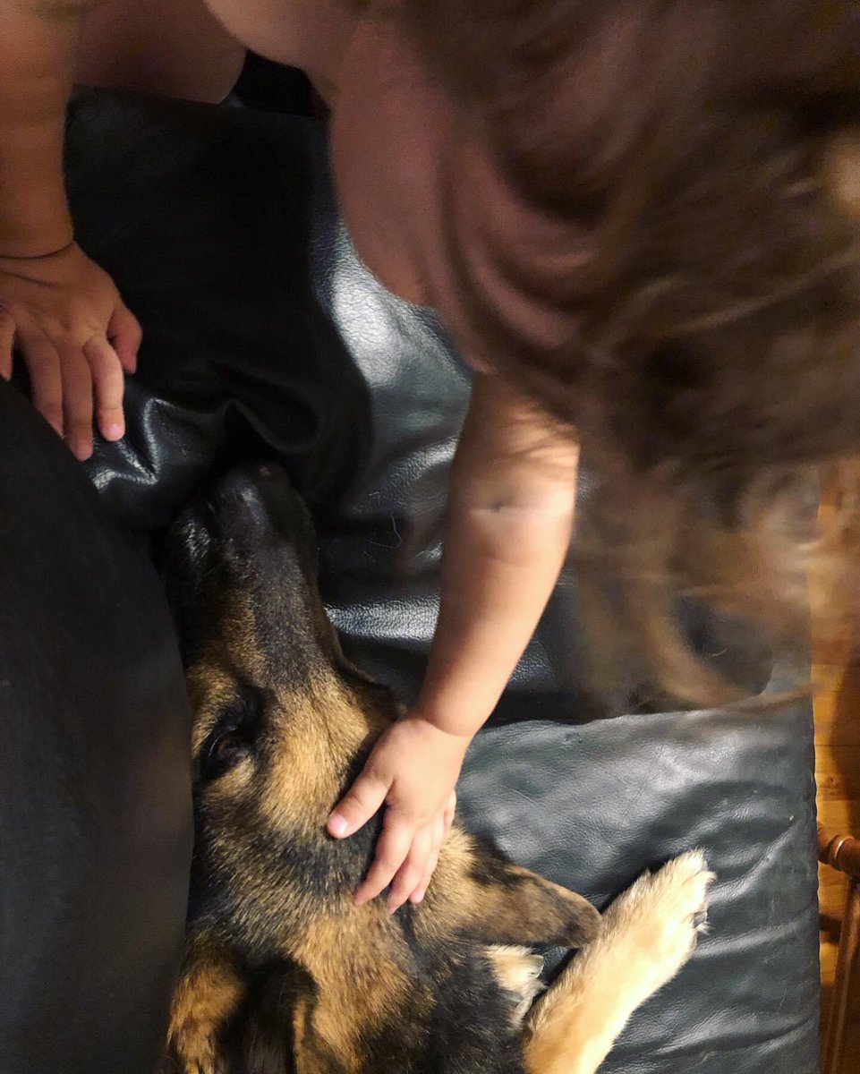 meganmullins10's tweet photo. On Monday I had to say goodbye to Ogden the Wonder Dog. He was the BEST boy ever, the best friend a girl could have, the dog of a lifetime, and the most precious pumpkin in the patch. I miss him terribly and am so heartbroken, but am so grateful for all the time we had together. https://t.co/JlueVZvxMs