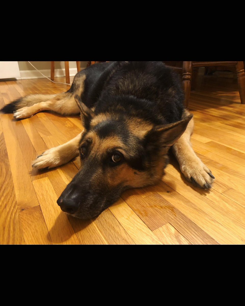 meganmullins10's tweet photo. On Monday I had to say goodbye to Ogden the Wonder Dog. He was the BEST boy ever, the best friend a girl could have, the dog of a lifetime, and the most precious pumpkin in the patch. I miss him terribly and am so heartbroken, but am so grateful for all the time we had together. https://t.co/JlueVZvxMs