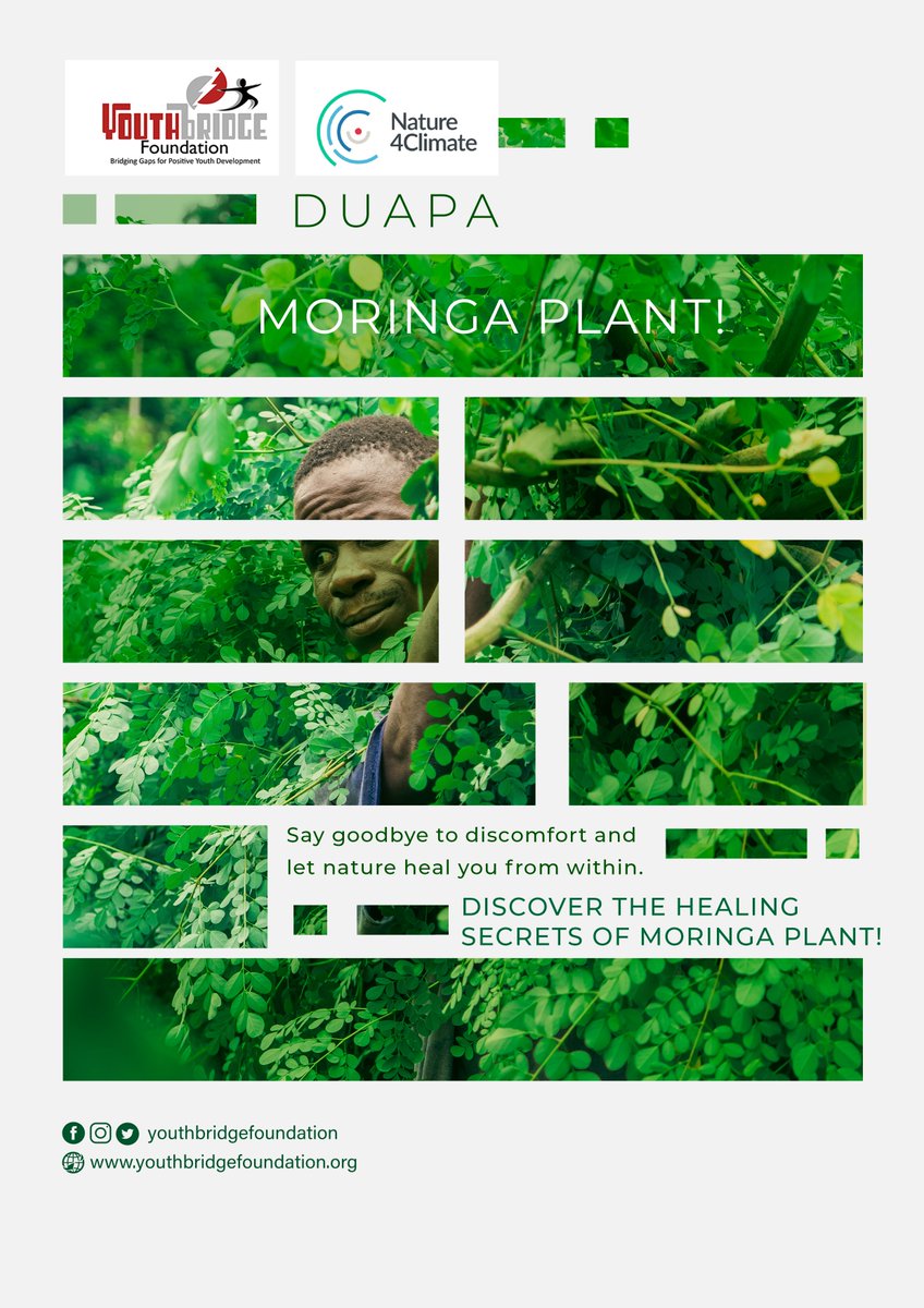Introducing the miracle of Moringa! Unearth the age-old healing secrets packed within the leaves, seeds and roots of this incredible plant. 
<a href="/Nature4Climate/">Nature4Climate</a> @kean_network @LYCAINLIBERIA
<a href="/joshua_dazi/">Joshua Dazi</a> <a href="/Regenshopeiniti/">Regenshope Initiative</a> <a href="/Robert_Ocen1/">Robert Ocen</a> <a href="/PKarnkeh97373/">Peace Karnkeh</a> <a href="/COP28_UAE/">COP28 UAE</a> @ACWAPower 
#Duapa