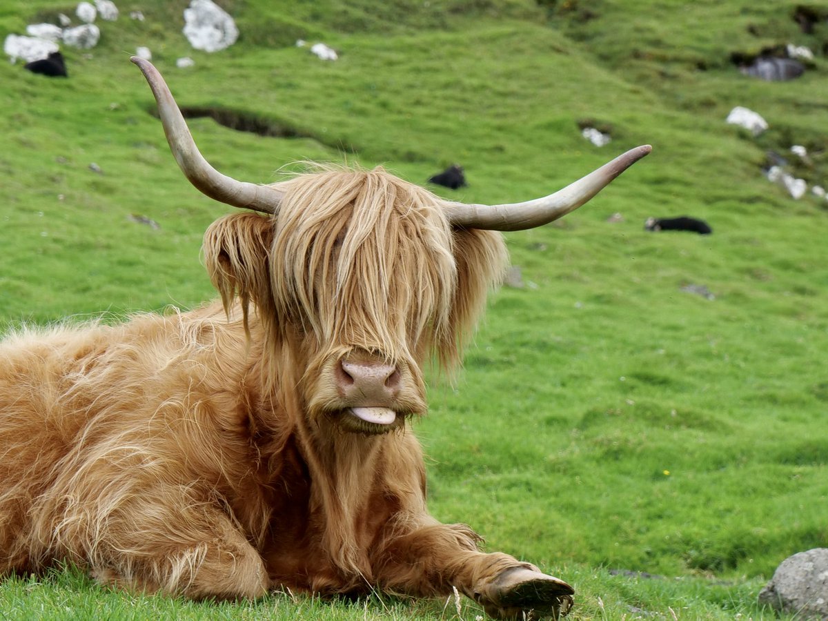 Dr Helgi tweet media