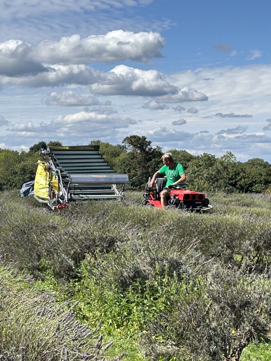 mrhuwmorgan's tweet photo. Very interesting to see #lavender being harvested @LavenderSurrey - wonderful smell crossing the field! Hope the bee got what it wanted! @LDNLoop #sectionsix https://t.co/mUOkBRNIex