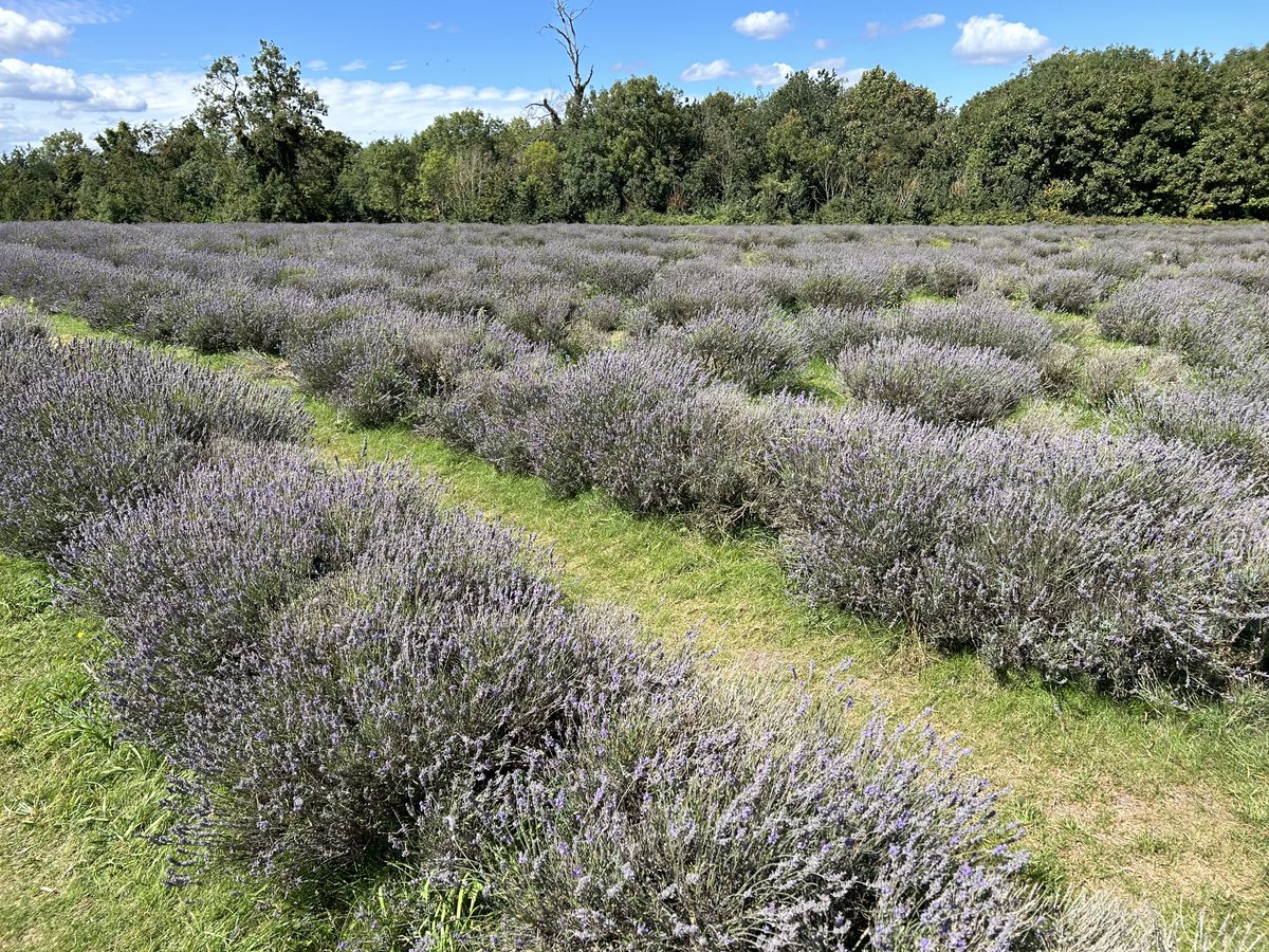 mrhuwmorgan's tweet photo. Very interesting to see #lavender being harvested @LavenderSurrey - wonderful smell crossing the field! Hope the bee got what it wanted! @LDNLoop #sectionsix https://t.co/mUOkBRNIex