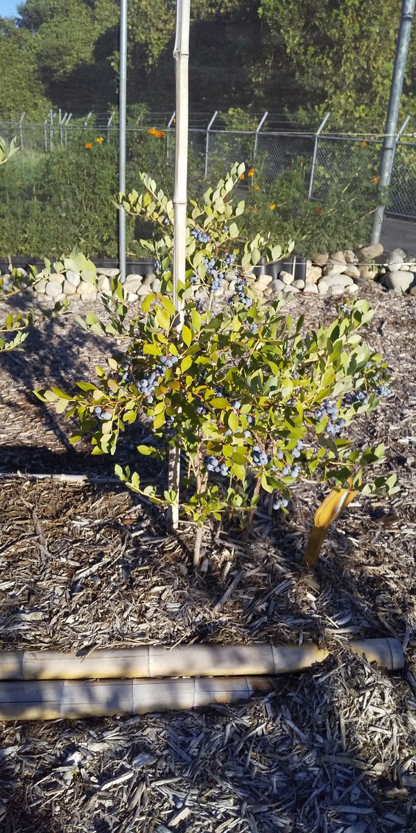 #あーみんの森 #ブルーベリー⁡ #ブルーベリー狩り #千葉県 #佐倉市  #佐倉市ブルーベリー狩り  #千葉県ブルーベリー狩り #千葉県観光スポット  #夏 #夏休み #観光  #半日観光  #レジャー #京成佐倉駅  #駅から徒歩10分