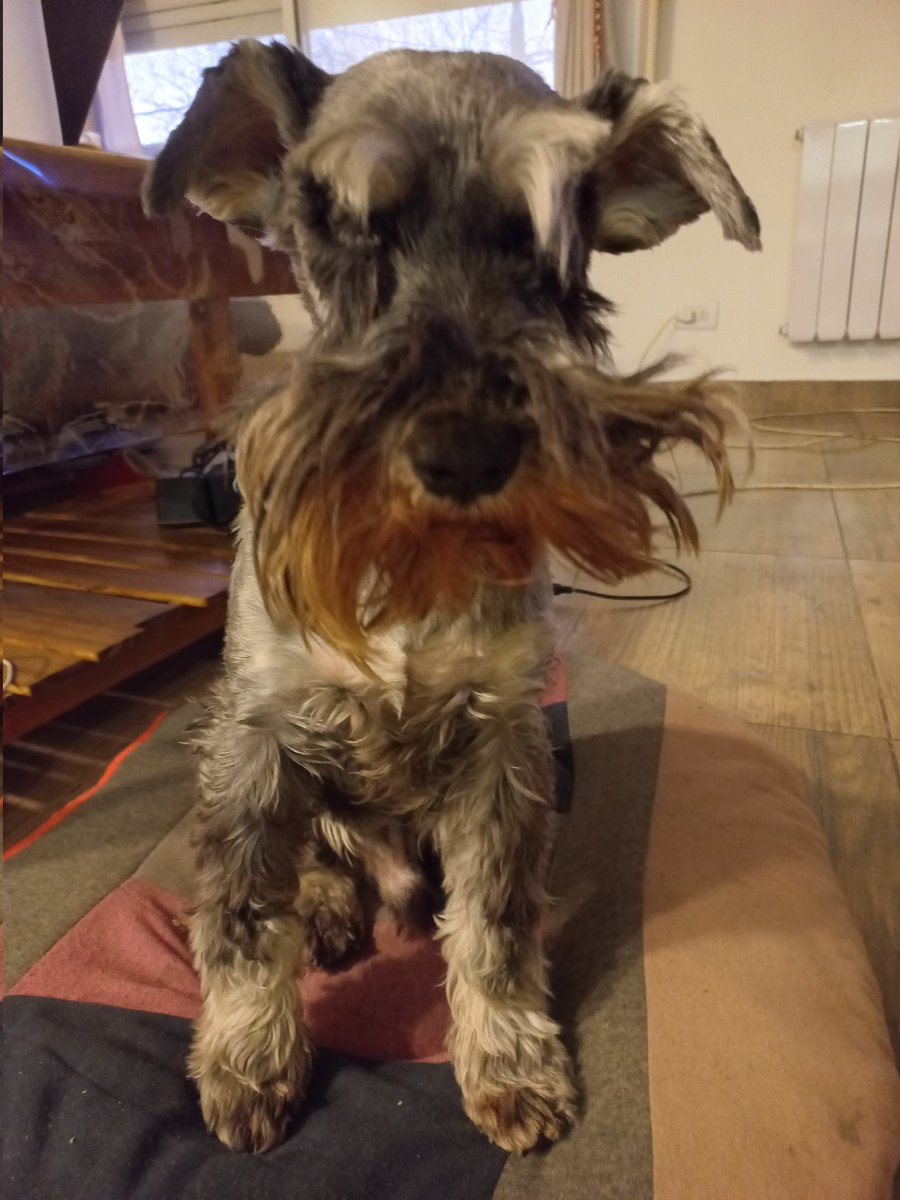 Lunera_Luz's tweet photo. Alguien está teniendo problemas con su barba hoy #BeardIssues #SchnauzerGang https://t.co/CY9XC2uwuX