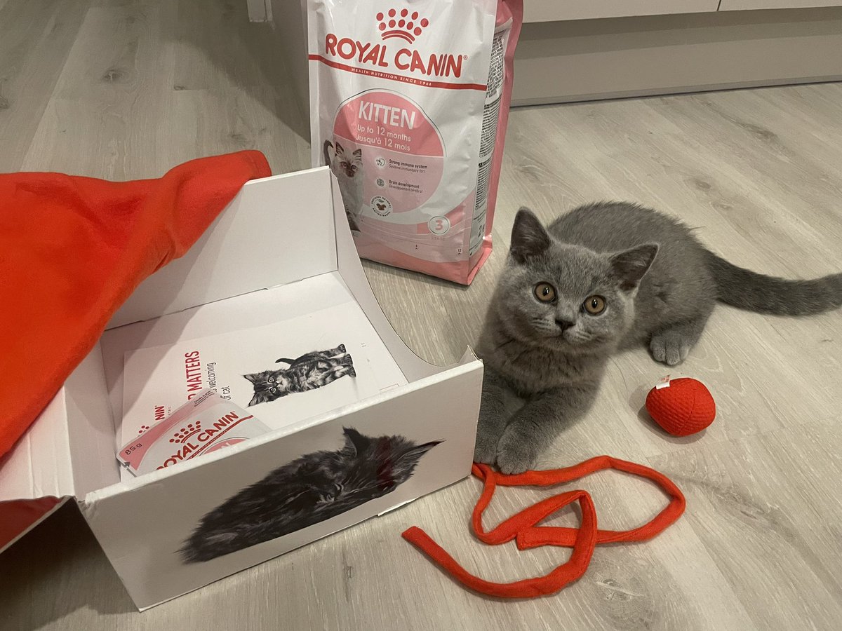 WelkeLaura's tweet photo. @RoyalCanin Margot is loving her welcome kit , especially the red ball . Thanks a lot 🥰 https://t.co/kMH72JzVVE