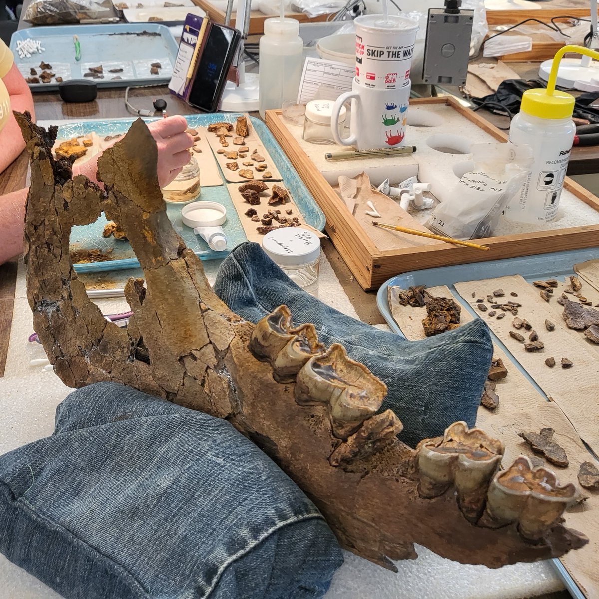 There's more than one rhino in the works these days! When she's not outside excavating the new juvenile rhino, Laura has been in the lab reassembling the lower jaw of our older rhino, Papaw, excavated in 2021.
#FossilFriday
