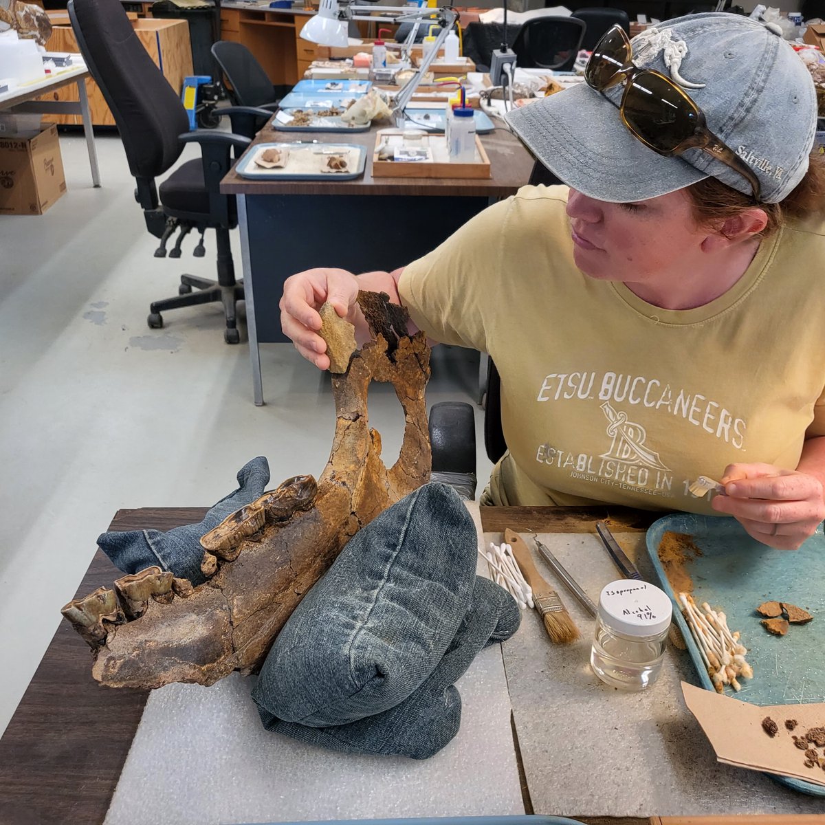 GrayFossilSite's tweet photo. There's more than one rhino in the works these days! When she's not outside excavating the new juvenile rhino, Laura has been in the lab reassembling the lower jaw of our older rhino, Papaw, excavated in 2021.
#FossilFriday https://t.co/IXeIdDHTkW