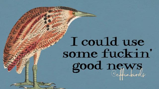 Effin' Birds (@effinbirds) on Twitter photo 