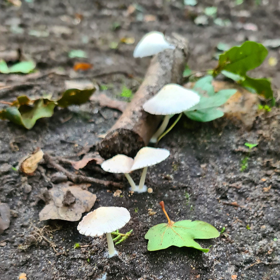 markochinsky's tweet photo. August 💮🍄💐🍀 https://t.co/x4hEaaq6P3