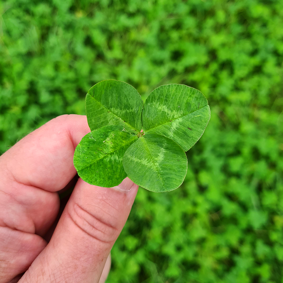 markochinsky's tweet photo. August 💮🍄💐🍀 https://t.co/x4hEaaq6P3