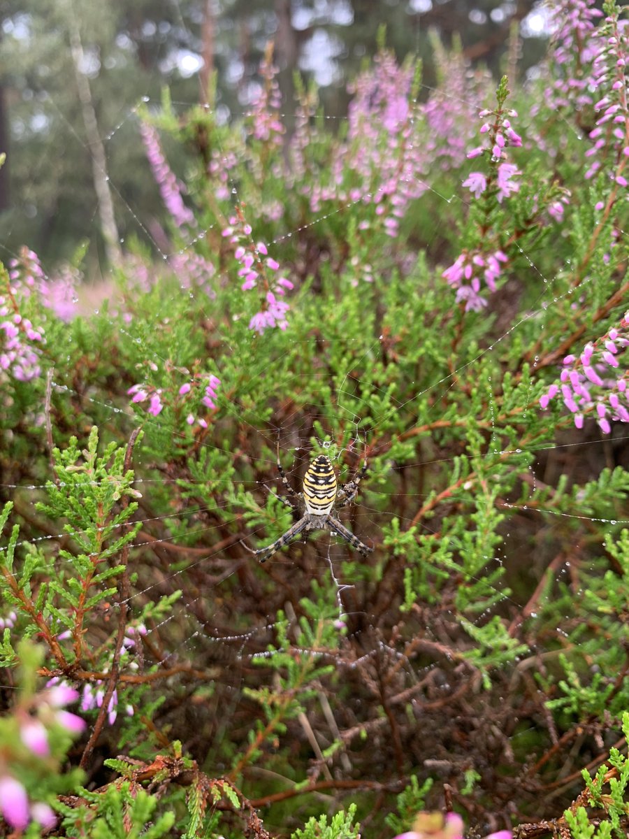 BoaEde_Victor's tweet photo. Naast al de foto’s van #grofwild hebben de #insecten een belangrijke sleutelrol. En wat een mooie kleuren hebben ze soms. #vlinders #biodiversiteit @GemeenteEde @vlinderNL https://t.co/wKZomysX2j