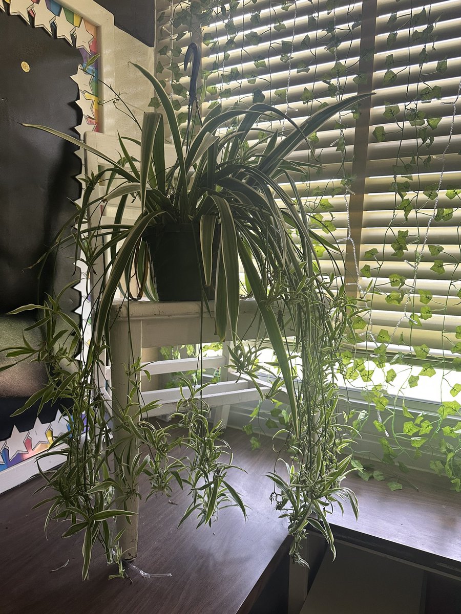 Took some time today to build our classroom culture while bringing in some graphing and data practice. Our classroom plants are now Barbie and Ken. 💕 Each student will help take care of the plants and will be able to take a “baby” home at the end of the year! 
#buildingpease