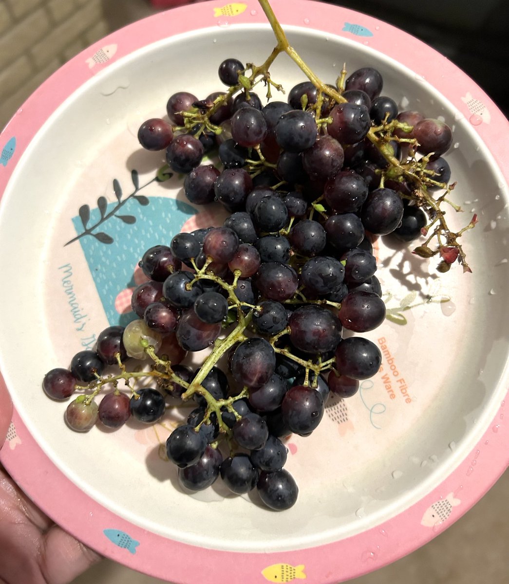 Dina Begum tweet media