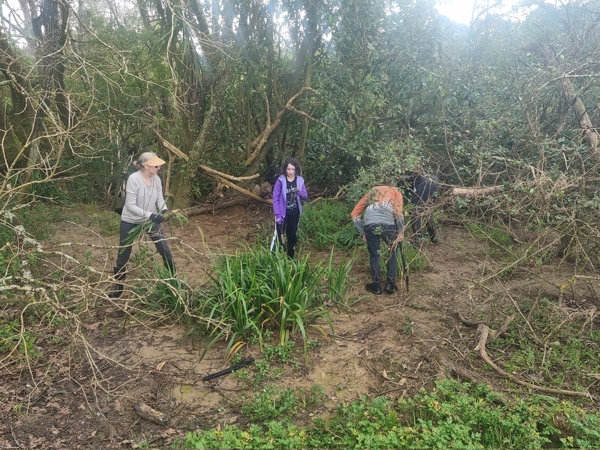 NZAllison's tweet photo. The work has begun.
#StreamCleanUp
#KaurimuStream https://t.co/yj0tz7tGNY